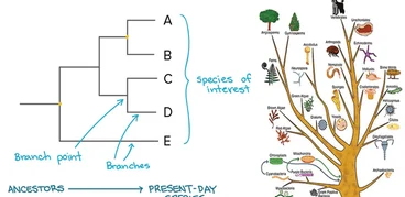 phylogenetics