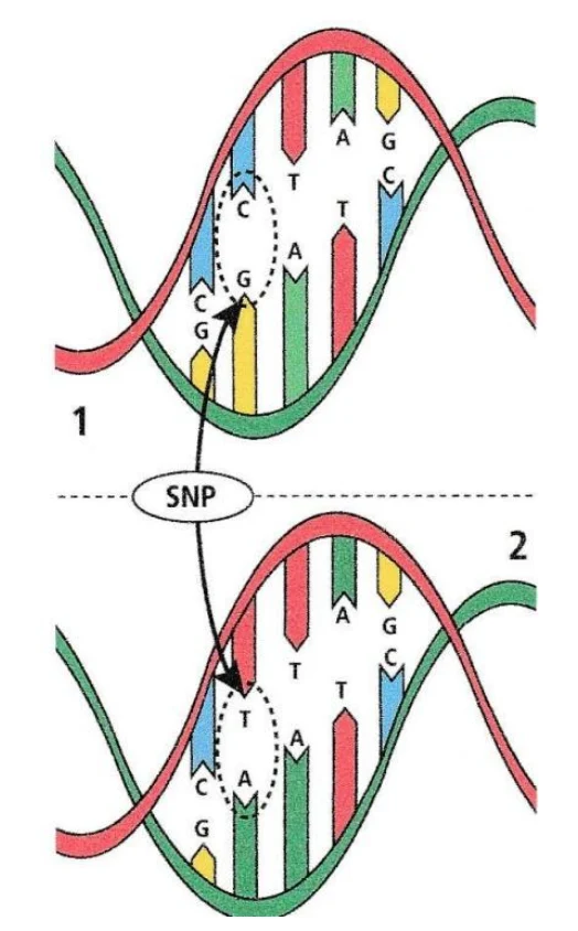 SNP