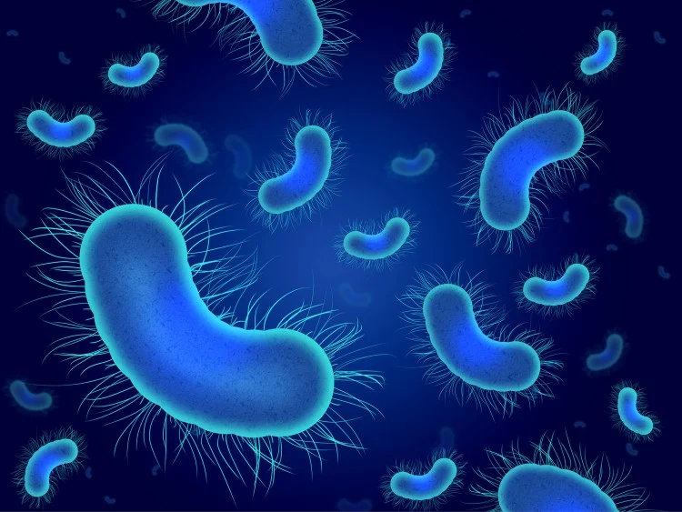 bacteria