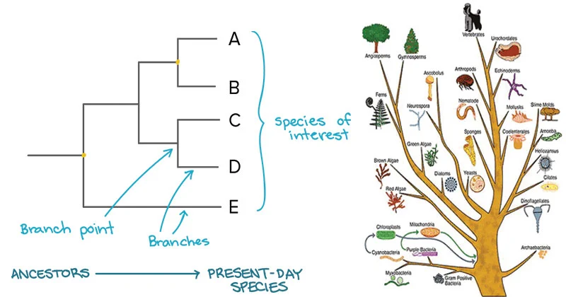 phylogenetics