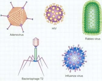 viruses